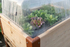 Feuchtigkeit-im-Frübeet Nahaufnahme eine Frühbeets durch den Deckel, mit Focuspunkt auf einen Salatkopf.